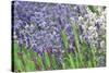 Lavender Sway II-Dana Styber-Stretched Canvas