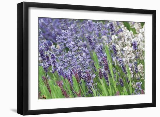Lavender Sway II-Dana Styber-Framed Photographic Print
