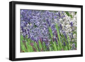 Lavender Sway II-Dana Styber-Framed Photographic Print