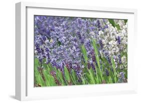 Lavender Sway II-Dana Styber-Framed Photographic Print