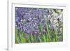 Lavender Sway II-Dana Styber-Framed Photographic Print