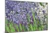 Lavender Sway II-Dana Styber-Mounted Photographic Print