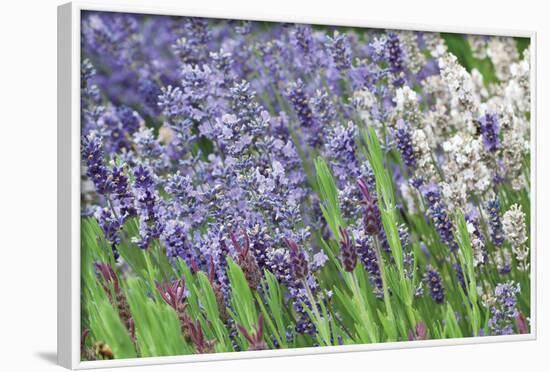 Lavender Sway II-Dana Styber-Framed Photographic Print