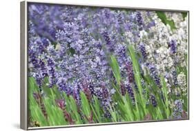 Lavender Sway II-Dana Styber-Framed Photographic Print