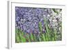 Lavender Sway II-Dana Styber-Framed Photographic Print