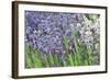 Lavender Sway II-Dana Styber-Framed Photographic Print