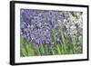 Lavender Sway II-Dana Styber-Framed Photographic Print