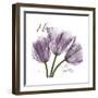 Lavender Temptation 1-Albert Koetsier-Framed Art Print