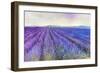 Lavender VI-Li Bo-Framed Premium Giclee Print