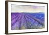 Lavender VI-Li Bo-Framed Giclee Print