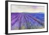 Lavender VI-Li Bo-Framed Giclee Print