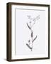 Lavender Wildflowers I-Beverly Dyer-Framed Art Print