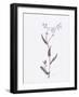 Lavender Wildflowers I-Beverly Dyer-Framed Art Print