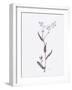 Lavender Wildflowers I-Beverly Dyer-Framed Art Print