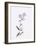 Lavender Wildflowers II-Beverly Dyer-Framed Art Print