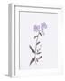 Lavender Wildflowers II-Beverly Dyer-Framed Art Print