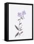 Lavender Wildflowers II-Beverly Dyer-Framed Stretched Canvas