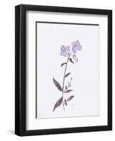 Lavender Wildflowers II-Beverly Dyer-Framed Art Print