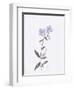 Lavender Wildflowers II-Beverly Dyer-Framed Art Print