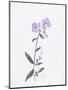 Lavender Wildflowers II-Beverly Dyer-Mounted Art Print