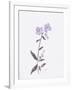 Lavender Wildflowers II-Beverly Dyer-Framed Art Print