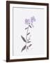 Lavender Wildflowers II-Beverly Dyer-Framed Art Print