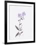 Lavender Wildflowers II-Beverly Dyer-Framed Art Print