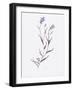 Lavender Wildflowers IV-Beverly Dyer-Framed Art Print