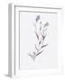 Lavender Wildflowers IV-Beverly Dyer-Framed Art Print