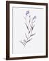 Lavender Wildflowers IV-Beverly Dyer-Framed Art Print