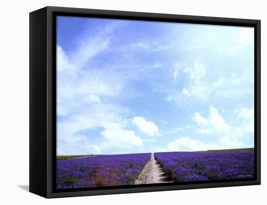 Lavender-null-Framed Stretched Canvas