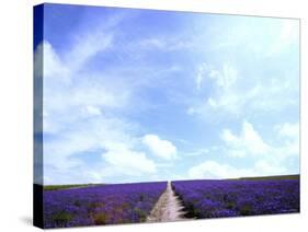 Lavender-null-Stretched Canvas
