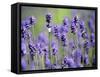 Lavender-null-Framed Stretched Canvas