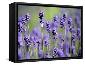 Lavender-null-Framed Stretched Canvas