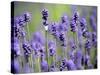 Lavender-null-Stretched Canvas