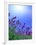 Lavender-null-Framed Premium Photographic Print