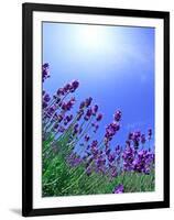 Lavender-null-Framed Premium Photographic Print