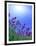 Lavender-null-Framed Premium Photographic Print