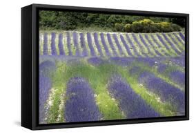 Lavender-null-Framed Stretched Canvas