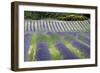 Lavender-null-Framed Photographic Print