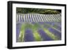 Lavender-null-Framed Photographic Print