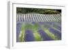 Lavender-null-Framed Photographic Print