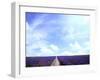 Lavender-null-Framed Photographic Print