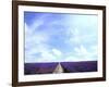 Lavender-null-Framed Photographic Print