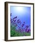 Lavender-null-Framed Photographic Print