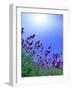 Lavender-null-Framed Photographic Print