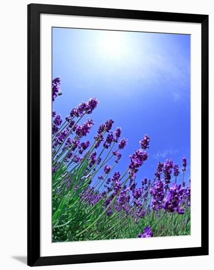 Lavender-null-Framed Photographic Print