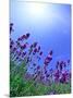 Lavender-null-Mounted Photographic Print