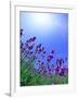 Lavender-null-Framed Photographic Print