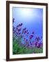 Lavender-null-Framed Photographic Print